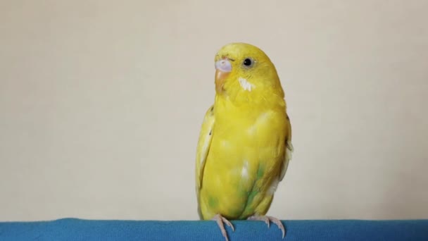 Yellow budgerigar — Stock Video