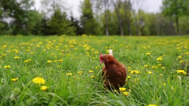 Pollo de jengibre — Vídeo de stock