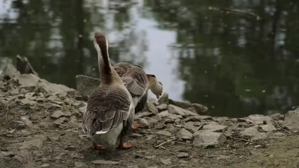 Chinese goose — Stock Video