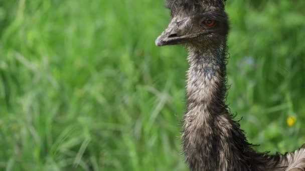 Dromaius novaehollandiae (emu) — Stockvideo