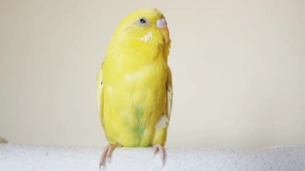 Budgerigar jaune — Video