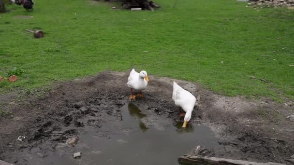 Los gansos beben agua del charco. — Vídeo de stock