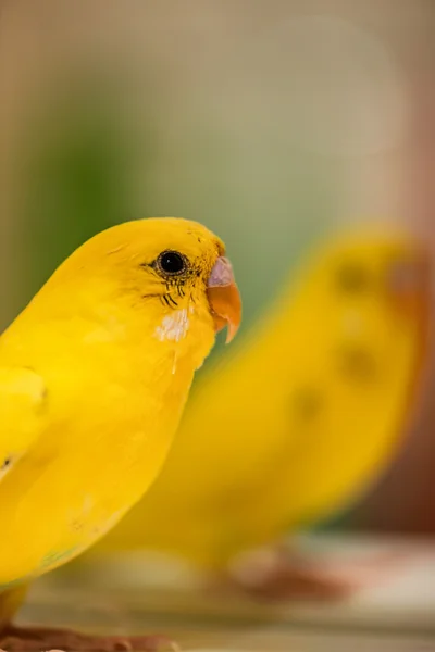 Sárga hullámos papagájok — Stock Fotó