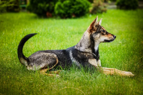 Gray dog — Stock Photo, Image