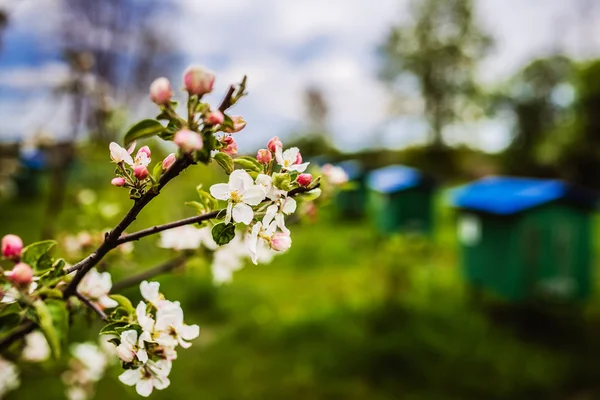 Beehive — Stock Photo, Image