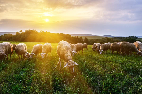 Flock av får betar på en betesmark — Stockfoto