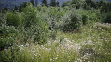 Karpat Dağları