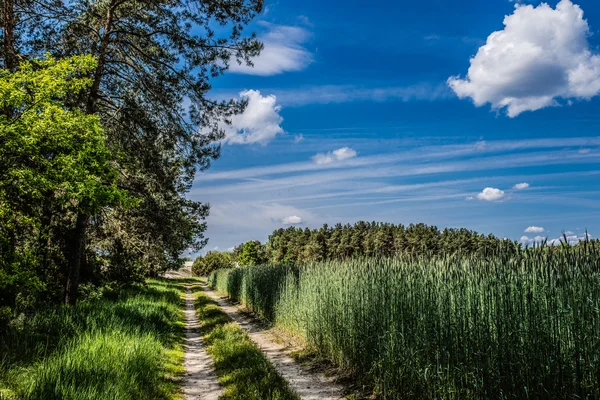 Road that passes near rye fields — Stock Photo, Image