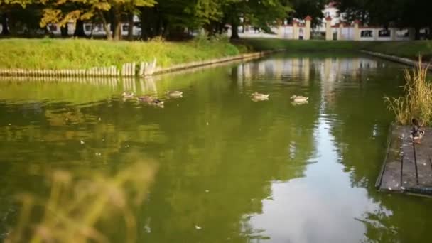 Vijver in de buurt van Branicki paleis in Bialystok — Stockvideo