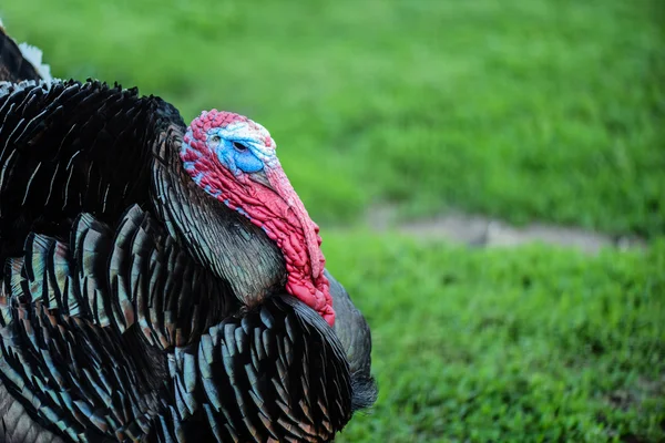 Majestic big turkey — Stock Photo, Image
