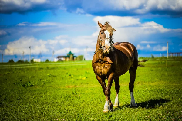 Caballo pura sangre marrón —  Fotos de Stock