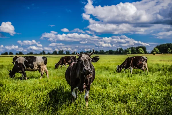 Vaches broutant sur un pâturage vert — Photo