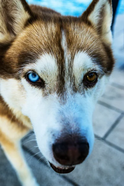 ホームレス犬種雑種 — ストック写真