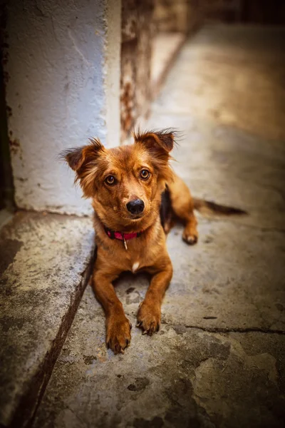 Raça mongrel sem-abrigo — Fotografia de Stock