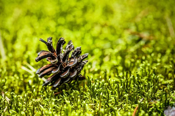 Cone de pinheiro velho — Fotografia de Stock