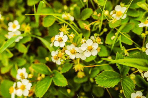 Spring strawberry blossoms — Stock Photo, Image
