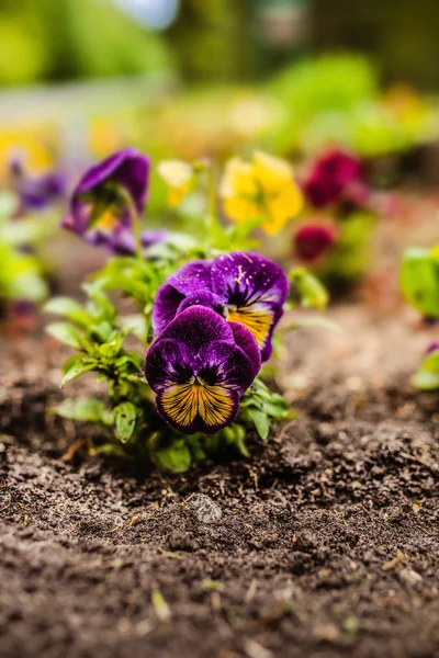 Garden pansy — Stock Photo, Image