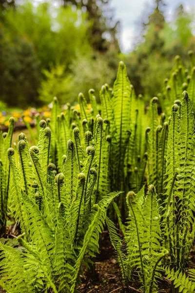 Fougère verte — Photo