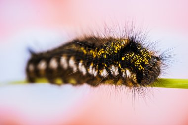 Caterpillar Euthrix potatoria clipart