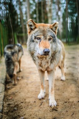 Gri Kurt (Canis lupus)