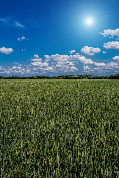 Landscape with field of green rye — Stockfoto