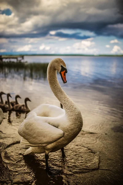 Cisnes con polluelos — Foto de Stock