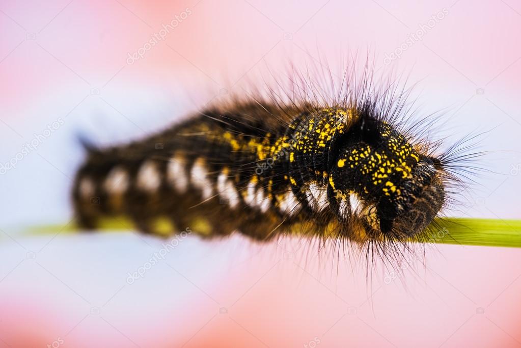 Caterpillar Euthrix potatoria