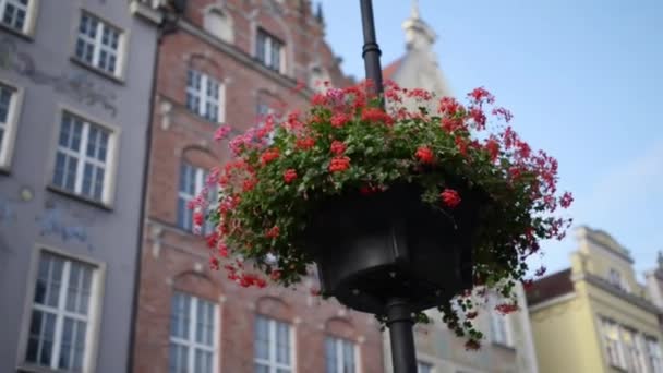 Blomsterträdgård på stolpe. Lång marknad i Gdansk — Stockvideo