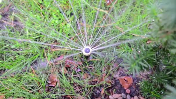 Watering the lawn in the garden. — Stock Video