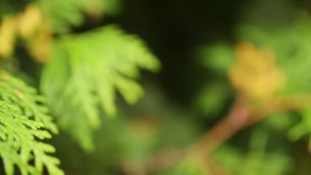 Jeneverbessen zijn naald planten in het geslacht Juniperus — Stockvideo