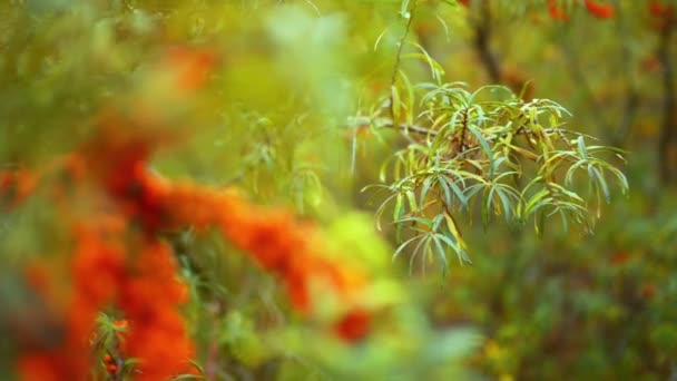 Branches of sea-buckthorn — Stock Video