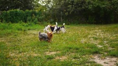 Tilki korkunç bir turuncu plastik kase içinde mücadele