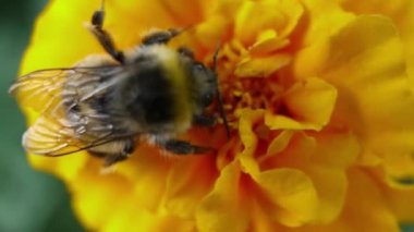 Çiçek üzerinde büyük bumblebee