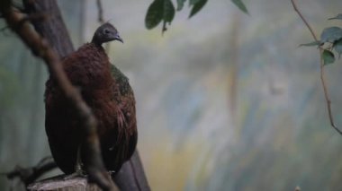 Kongo tavuskuşu (Afropavo congensis)