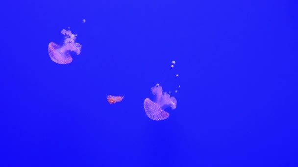 Quallen - wichtige nicht-polyp Form Phylum cnidaria — Stockvideo