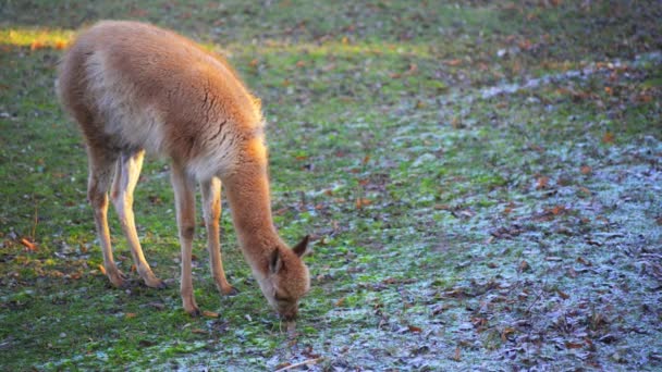 Guanaco (Lama guanicoe) — Stockvideo