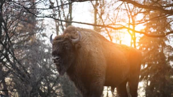 The European bison (Bison bonasus) — Stock Video