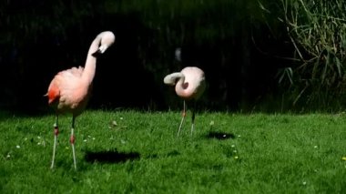 Flamingolar bir tür kuştur.