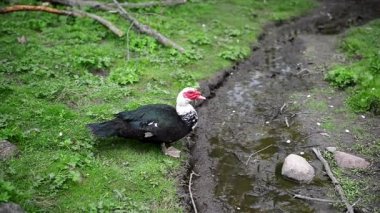 Moscovy ördeği (Cairina moschata)