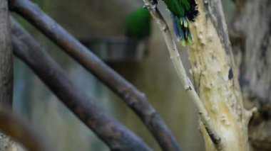 Eclectus papağanı (eclectus roratus)