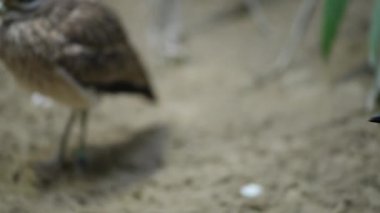 Avrasya Curlew (Numenius arquata)