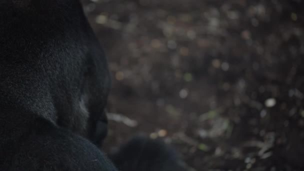Gorilla's zijn grond-woning, herbivore apen — Stockvideo