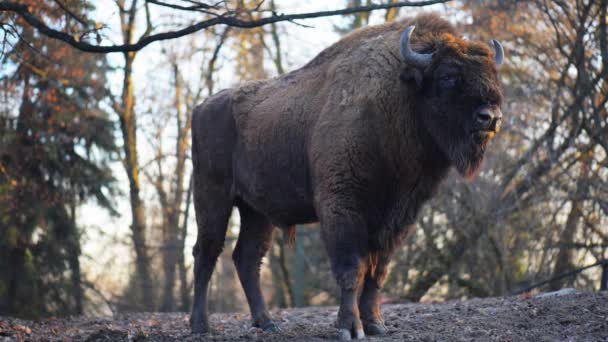 Η Ευρωπαϊκή bison (bison bonasus) — Αρχείο Βίντεο