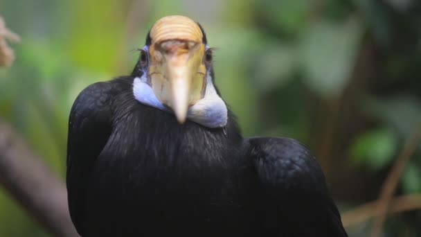 Rhyticeros är släkte av medelstora till stora näshornsfåglar — Stockvideo