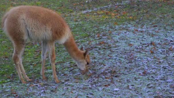 Guanaco (Lama guanicoe) — Stockvideo