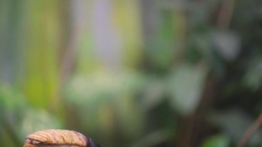 Rhyticeros orta ve büyük Rinoseros cinsidir