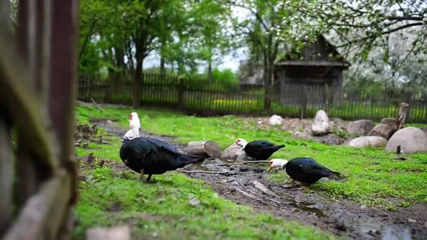 Canard musqué (Cairina moschata))