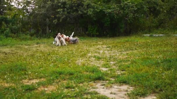 Fox terrier peleando por un tazón de plástico naranja — Vídeos de Stock