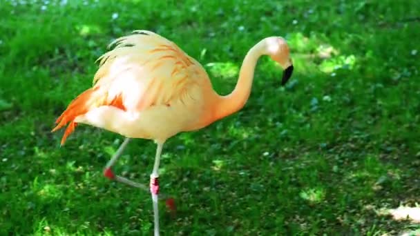 Фламинго это разновидность болотной птицы. — стоковое видео
