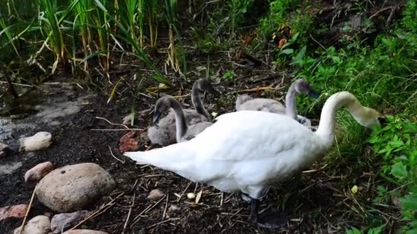 Swans é uma espécie de ave da família Anatidae. — Vídeo de Stock